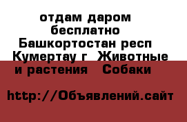 отдам даром - бесплатно - Башкортостан респ., Кумертау г. Животные и растения » Собаки   